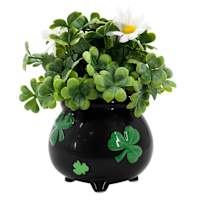 Boxwood in Shamrock Pot, 8"