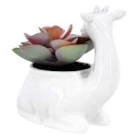 Succulent in Giraffe Pot, 4.5"