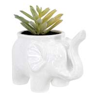 Succulent in Elephant Pot, 4"