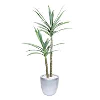 Dragon Tree in Silver Pot, 47"