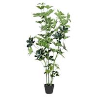 Ficus Lyrata Tree, 60"
