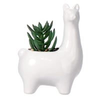 Mini Succulents in Ceramic Llama Pot