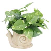 Greenery in Ceramic Snail Pot, 11"