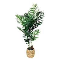 Areca Palm Tree in Basket, 4'