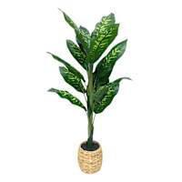 Dieffenbachia Tree in Basket, 4'