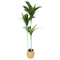 Dracena Tree in Basket, 4'