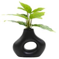 Varigated Rubber Plant in Ceramic Vase, 11"