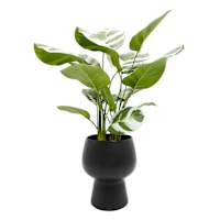 Varigated Rubber Plant in Ceramic Pot, 22"