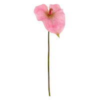 Pink Anthurium Stem, 27.5"