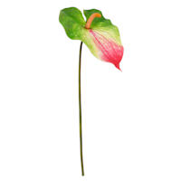 Green & Pink Anthurium Stem, 27.5"
