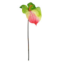 Green & Pink Anthurium Stem, 33.5"