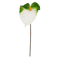 Green & White Anthurium Stem, 33.5"