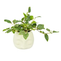 Taro in Face Pot, 10"