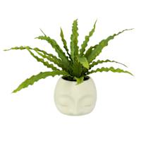 Fern in Face Pot, 12.5"