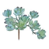 Green Echeveria Pick, 5"