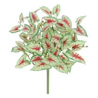 Caladium Bush, 14"