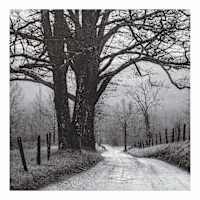 Black Tree Road Canvas Wall Art, 30"