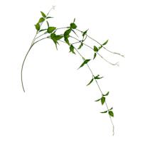 38IN L JASMINE VINE