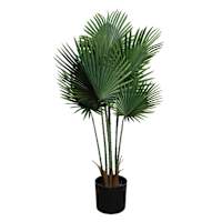 Fan Palm in Plastic Pot, 48"