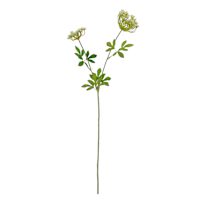Green Queen Anne's Lace Stem, 30"