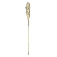 69.6" BUNCH