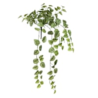 Fittonia Hanging Bush, 31"