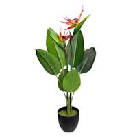 Bird of Paradise in Plastic Pot, 29"