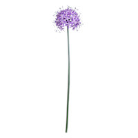Purple Allium Stem, 29"