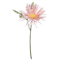Pink African Daisy Pick, 11"