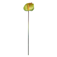 Anthurium Stem, 27"