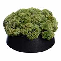 Sedum in Ceramic Pot, 5"