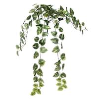 Pothos Hanging Bush, 31"