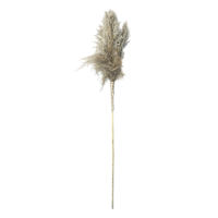 Natural Pampas Grass Stem, 70"