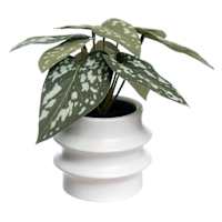 Begonia Leaf in Ceramic Pot, 7"