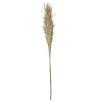 Natural Pampas Grass Stem, 70"