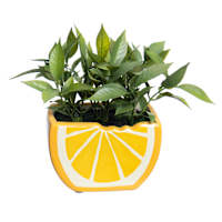 Grass in Orange Ceramic Pot, 6"