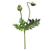 Poppy Pod Pick, 12"
