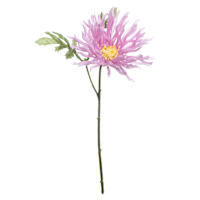 Purple African Daisy Pick, 11"