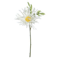 White African Daisy Pick, 11"