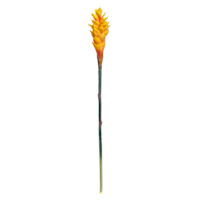 Ginger Flower Stem, 32"