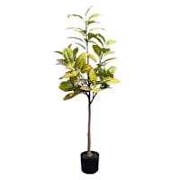 Croton Plant in Plastic Pot, 56"