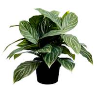 UV-Protected Aglaonema in Plastic Pot, 16"