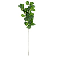 Silver Leaf Whitebeam Stem, 24"