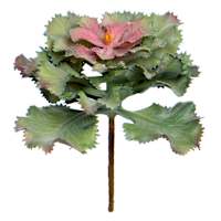 Ruffled Echeveria Pick, 5"
