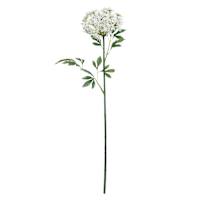 Queen Ann's Lace Stem, 31"