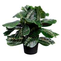 UV-Protected Fiddle Leaf in Plastic Pot, 16"