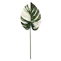 Variegated Monstera Leaf, 38"