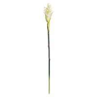 Ginger Flower Stem, 32"