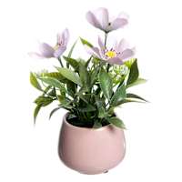Cosmos in Pink Ceramic Pot, 8"
