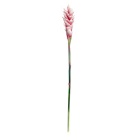 Ginger Flower Stem, 32"